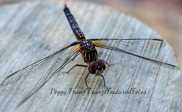 DSC_2458Dragon fly on table NAME