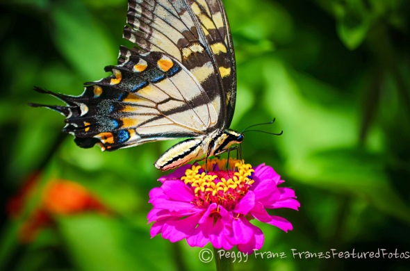 butterfly name 2 LR-1