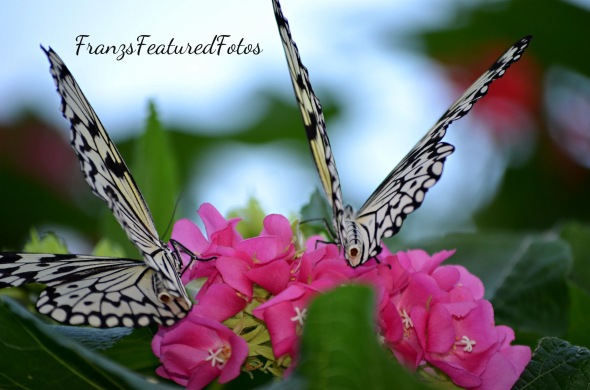 twin butterfly twins 2 LR-