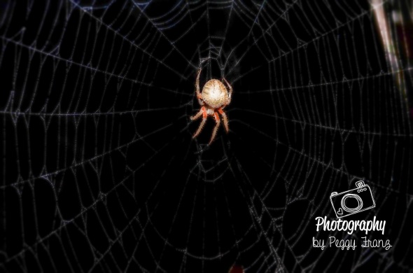 Spider3     NAME-0086