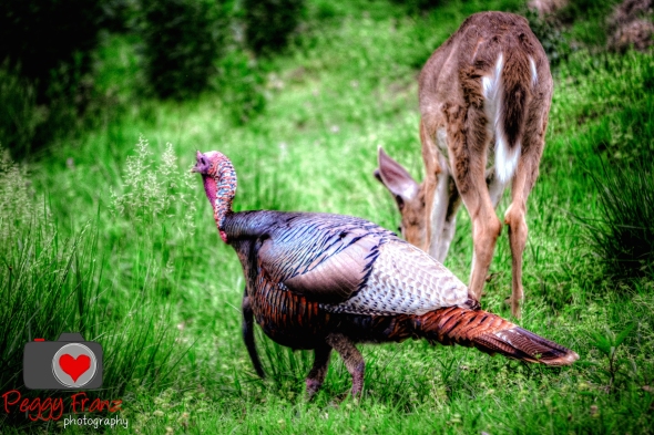Turkey and Deer 
