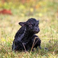 Baby Limousin Calf Just Born