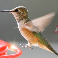 Hummingbirds, My Love of Summer
